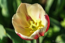 Keukenhof (Lisse)