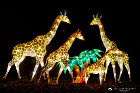 China Light-Festival 2019