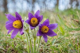 Marmagen: Eifelschleife…