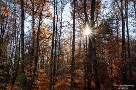 Blankenheim: Eifelschleife - Wo…